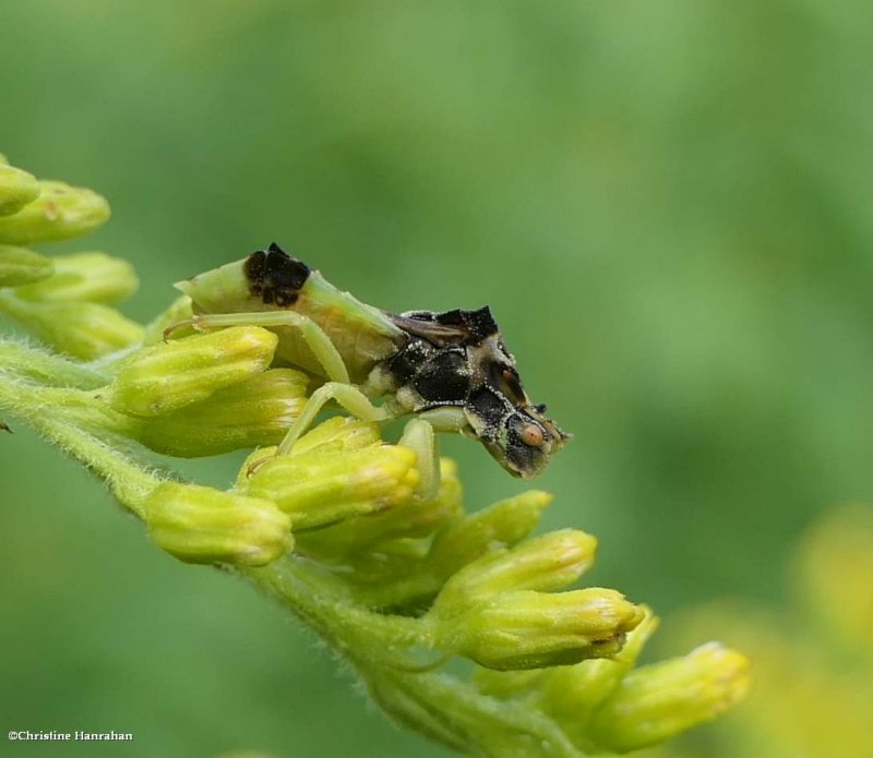 Ambush bug (Phymata)