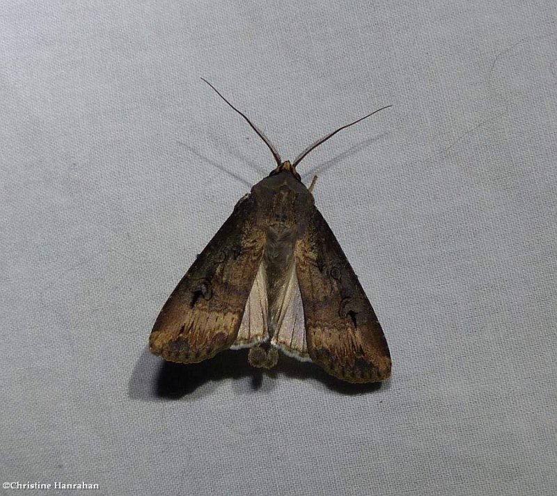 Dark sword-grass  moth (Agrotis ipsilon), #10663
