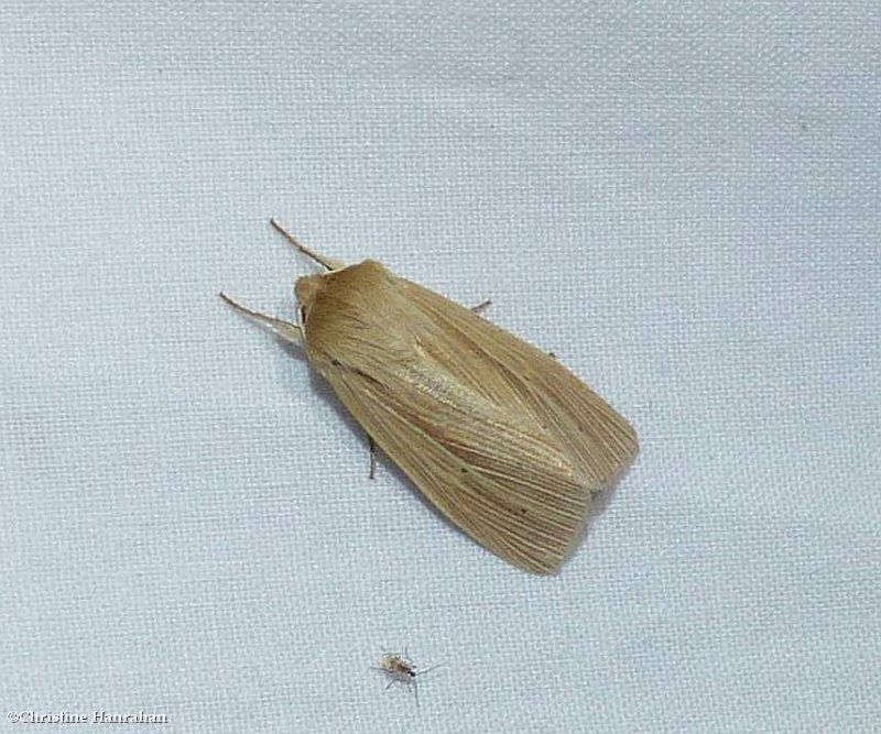 Lesser wainscot moth  (Mythimna oxygala), #10436