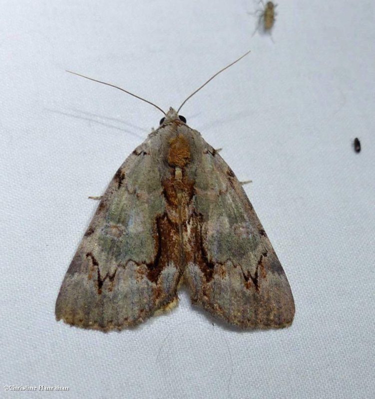 Woody underwing moth (Catocala grynea), #8864 