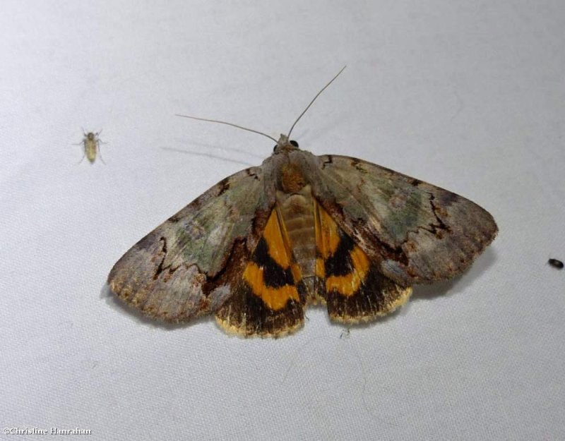 Woody underwing moth (Catocala grynea), #8864