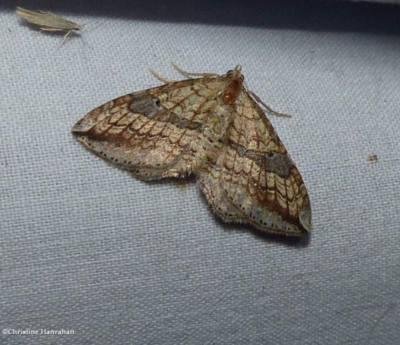 Geometrid moth (Orthonama evansi), #7415
