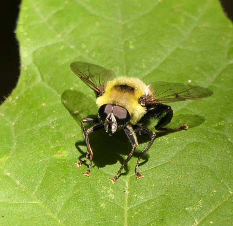 Hover fly (Mallota posticata)