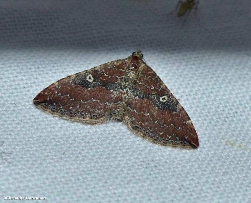 The gem moth, female  (Orthonama obstipata), #7414
