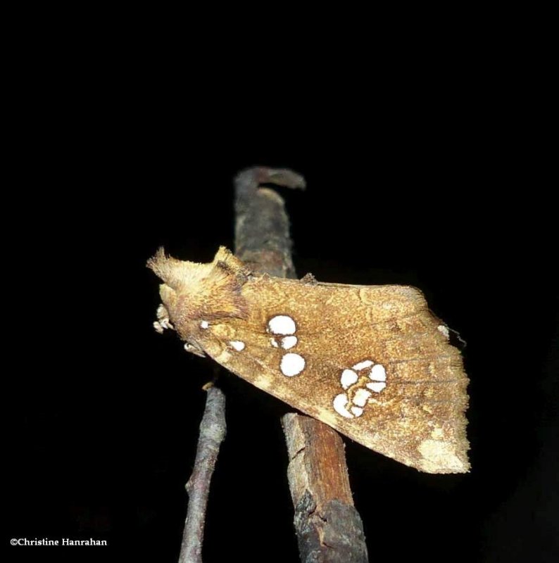 Ash-tip borer moth  (Papaipema furcata), #9495