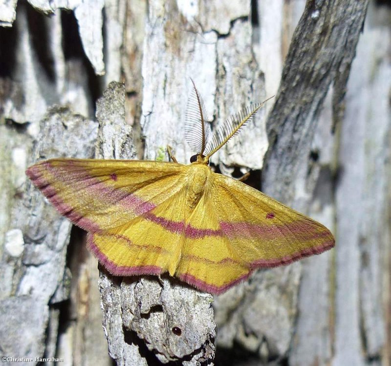 Chickweed geometer moth (Haematopis grataria), #7146