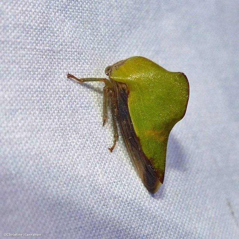 Treehopper, female (Telamona excelsa)