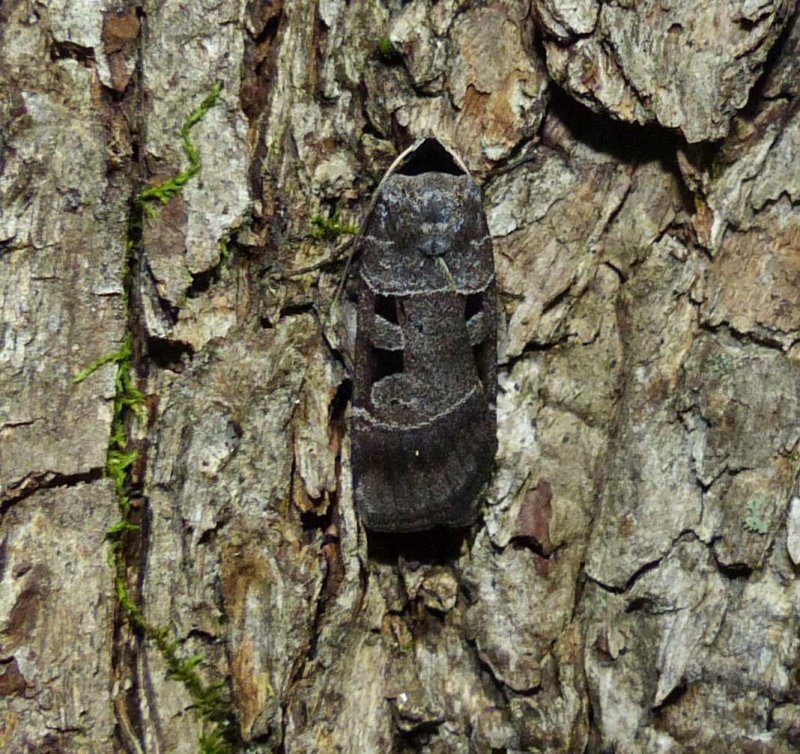 Collared dart moth (Agnorisma bugrai), #10954