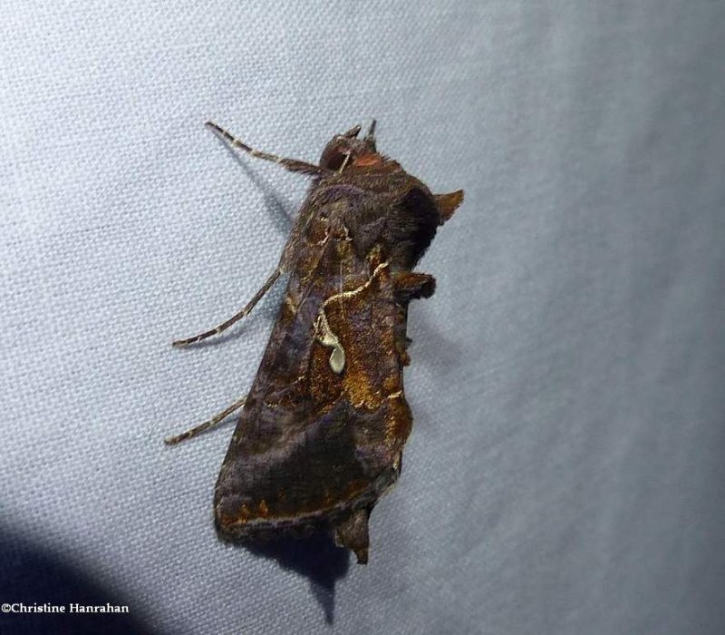 Common looper moth  (Autographa precationis), #8908