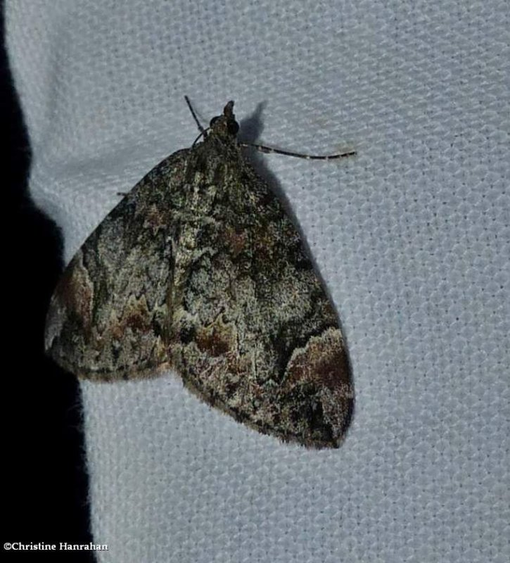 Dark marbled carpet moth (Dysstroma citrata), #7182