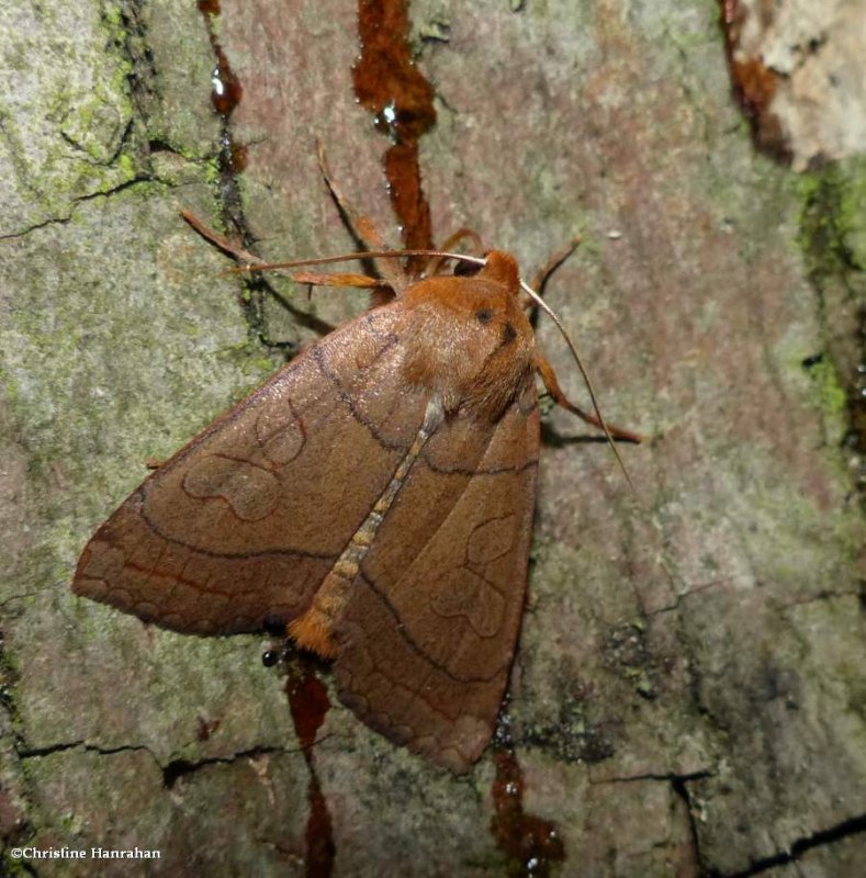 Unsated sallow moth (Metaxaglaea inulta), #9943