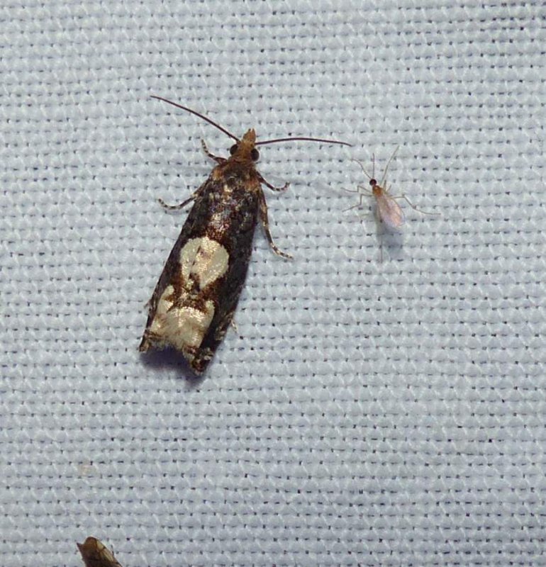 Birch epinotia moth  (Epinotia trigonella), #3280