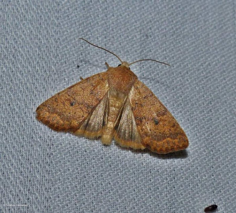 Dotted sallow moth  (Anathix ralla), #9961