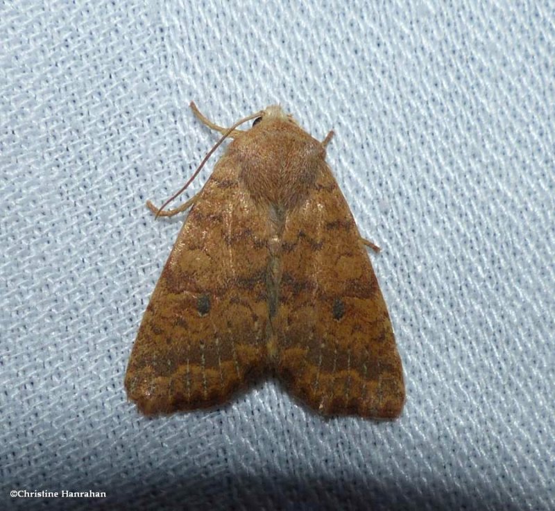 Dotted sallow moth  (Anathix ralla), #9961