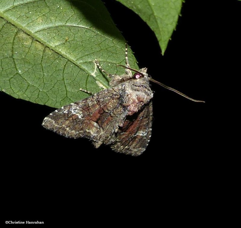 Wandering brocade moth (Fishia illocata), #9420