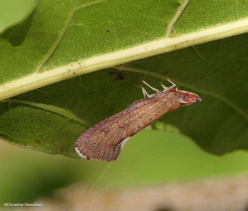 Derbid Planthopper (Apache degeeri)