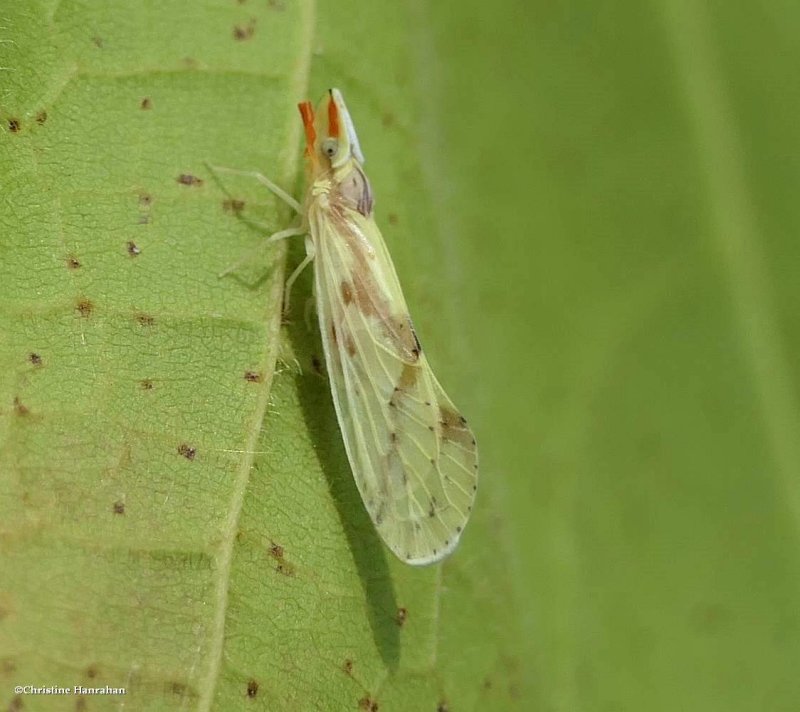 Derbid Planthopper (Otiocerus wolfii)