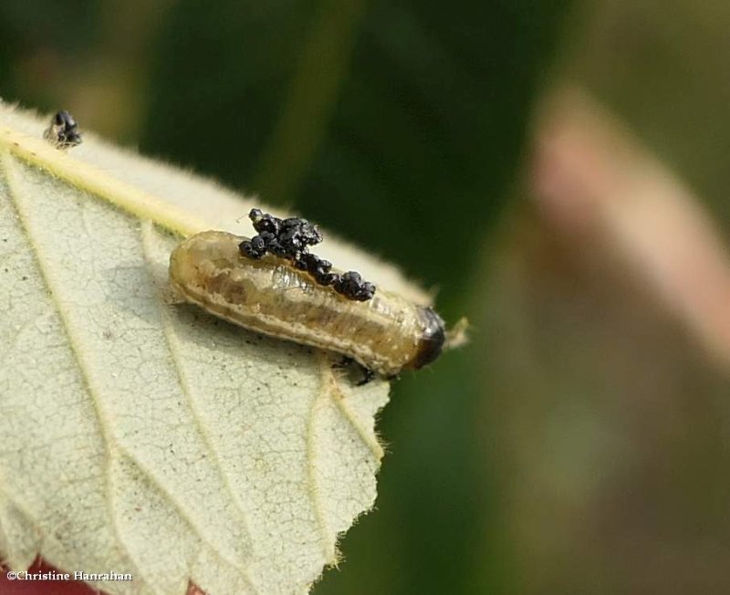 Sumac flea beetle   (Blepharida rhois), larva