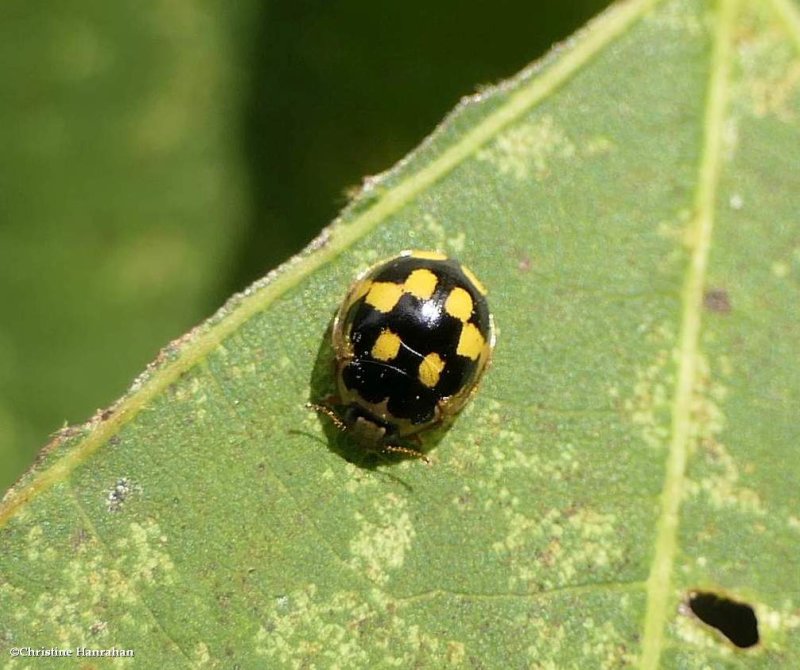Fourteen-spotted lady beetle  (Propylea quatuordecimpunctata)