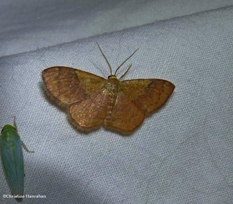 Light-ribboned wave moth (Leptostales ferruminaria), #7180