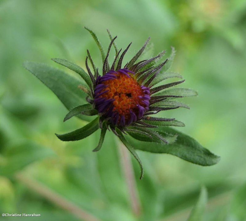 New England aster