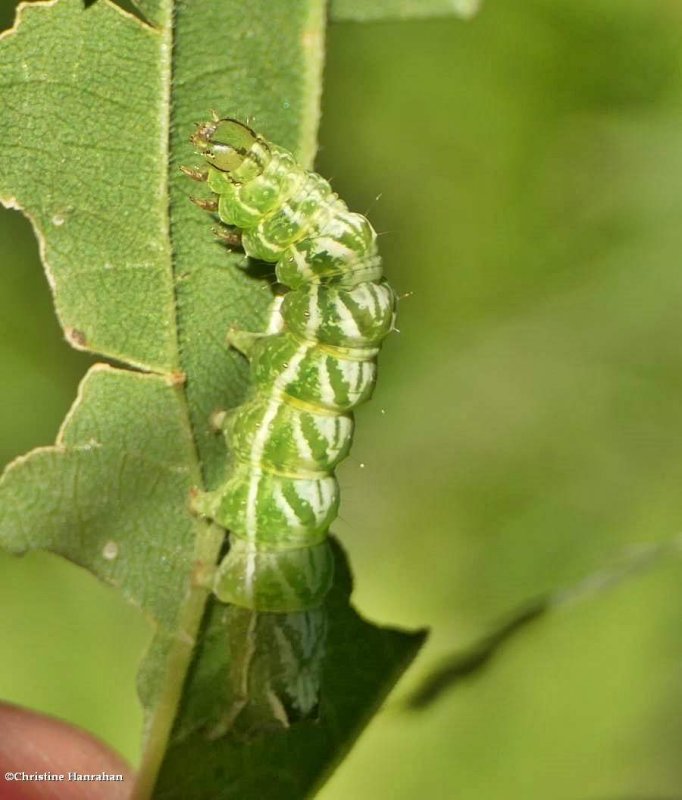 Spectacled nettle moth caterpillar  (Abrostola urentis), #8881