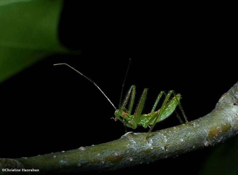 Pale green assassin bug (Zelus luridus), nymph