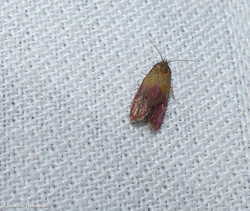 Primrose cochylid moth  (Cochylini-new-genus-one oenotherana), #3848