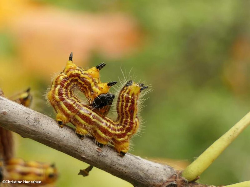 Datana moth caterpillar Datana)