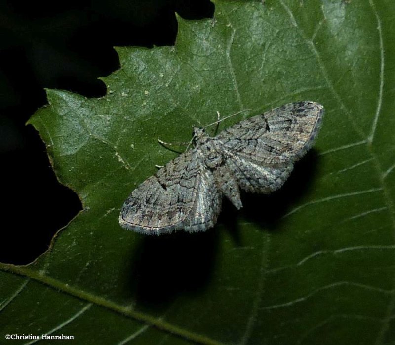 Juniper looper moth, (Eupithecia interruptofasciata), #7551