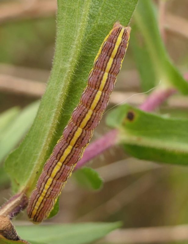 Asteroid moth caterpillar  (Cucullia asteroides), #10200