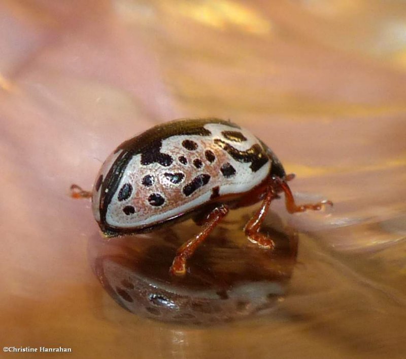 Calligraphic beetle (Calligrapha knabi)?