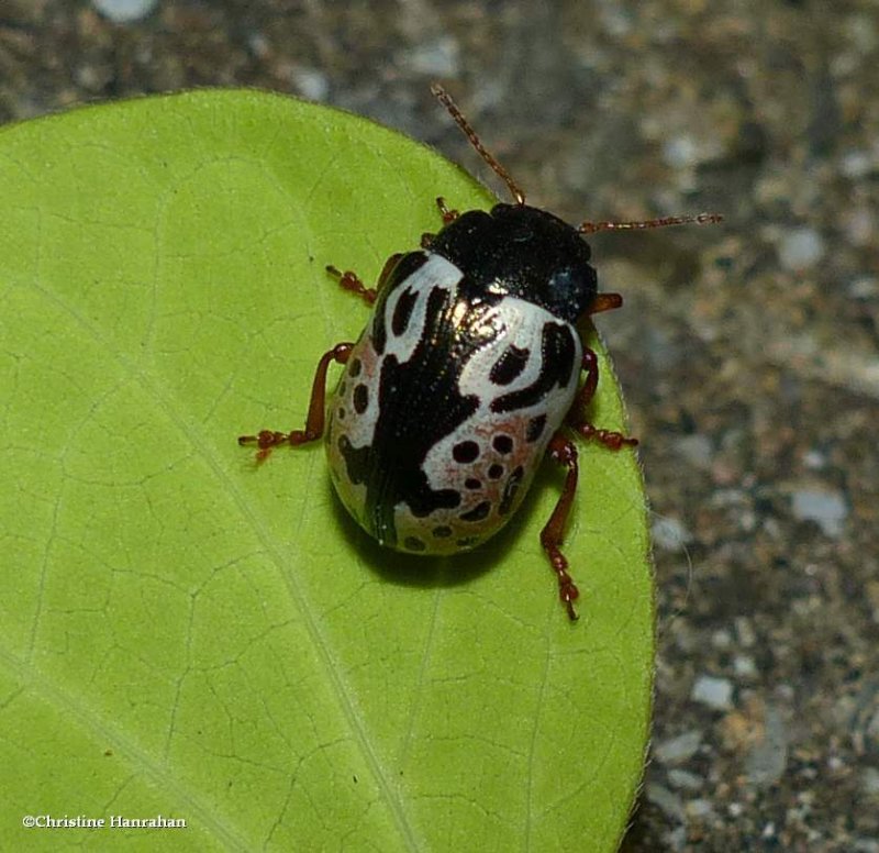 Calligraphic beetle (Calligrapha knabi)