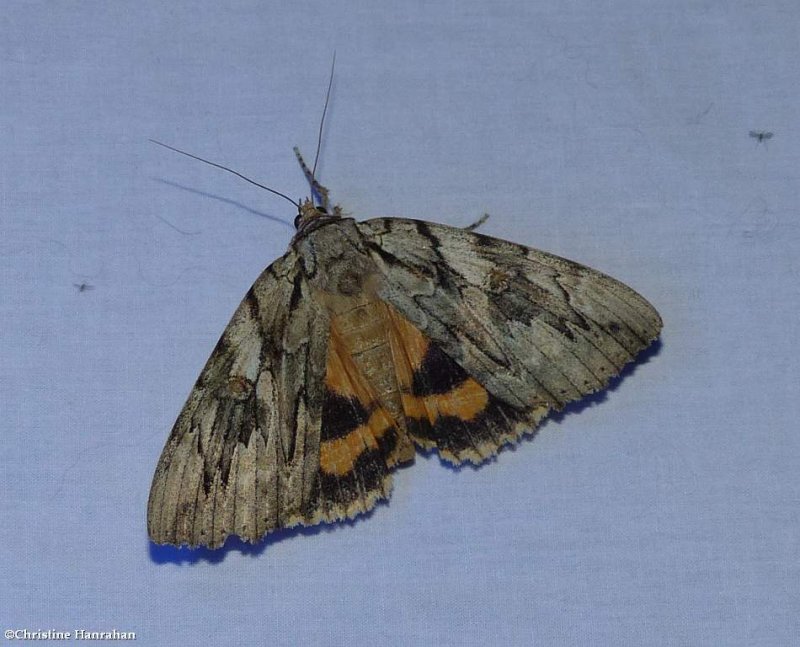 Underwing moth (Catocala sp.)