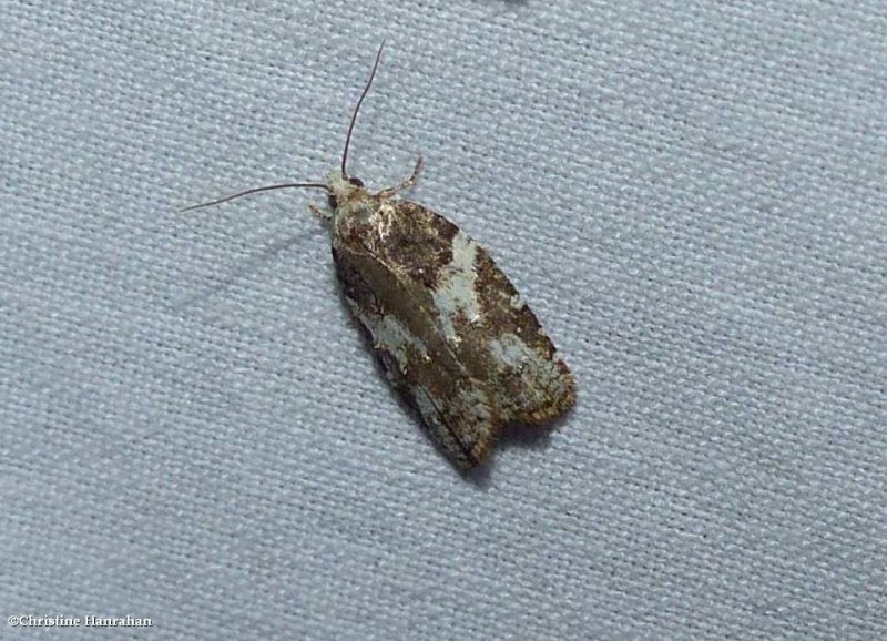 Eastern black-headed budworm moth (Acleris variana), #3548