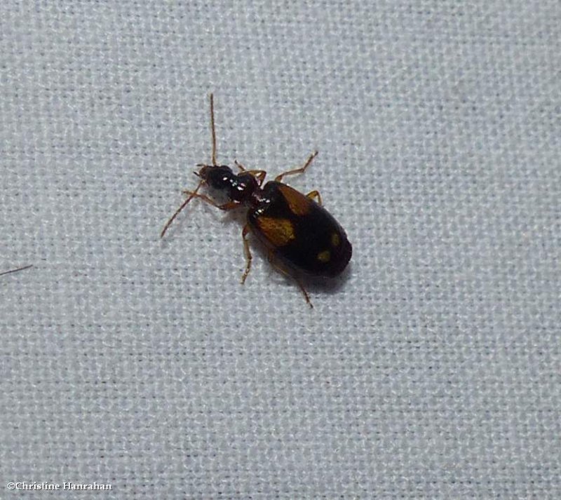 Ground beetle (Lebia ornata)