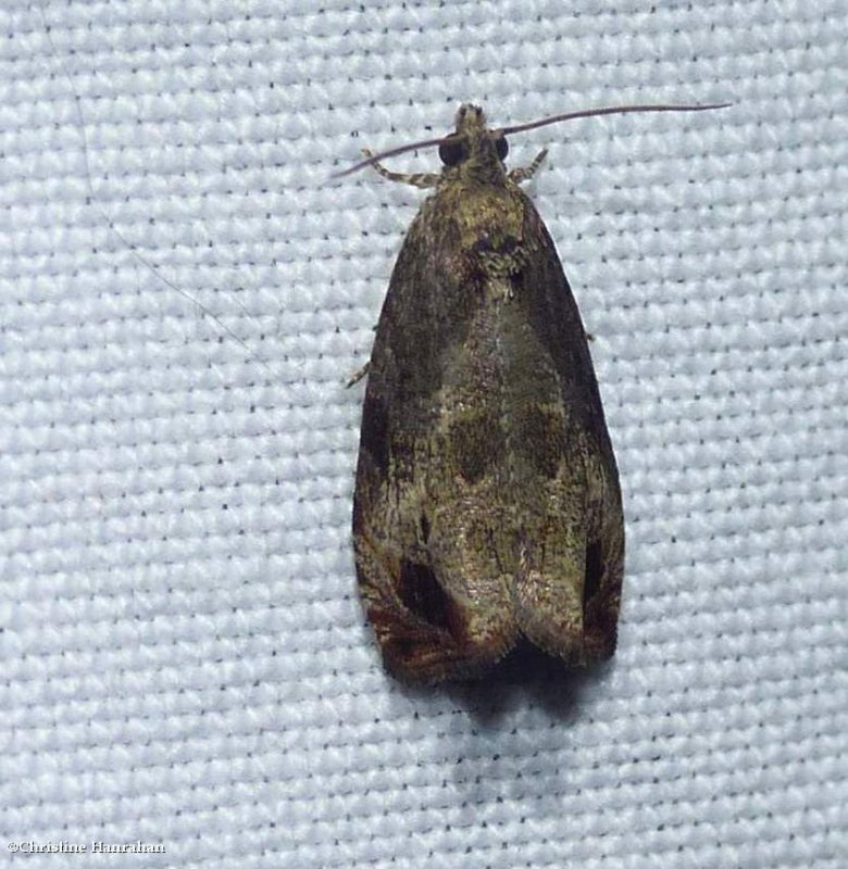 Tortricid moth (Olethreutes merrickana), #2803