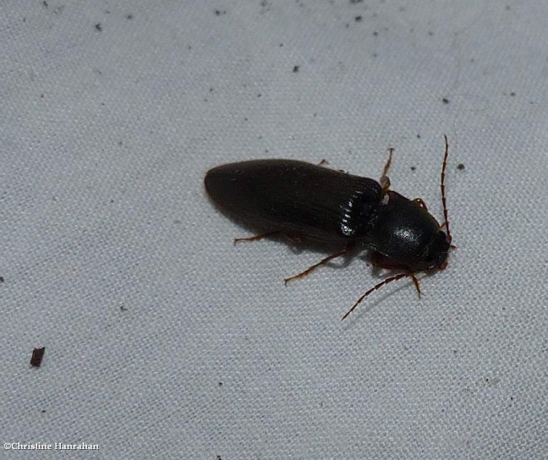 Click beetle (Hemicrepidius memnonius)