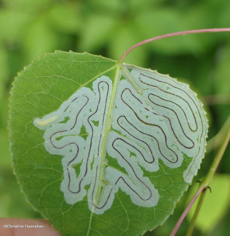 Poplar leafminer moth caterpillar (Phyllocnistis populiella), #0852