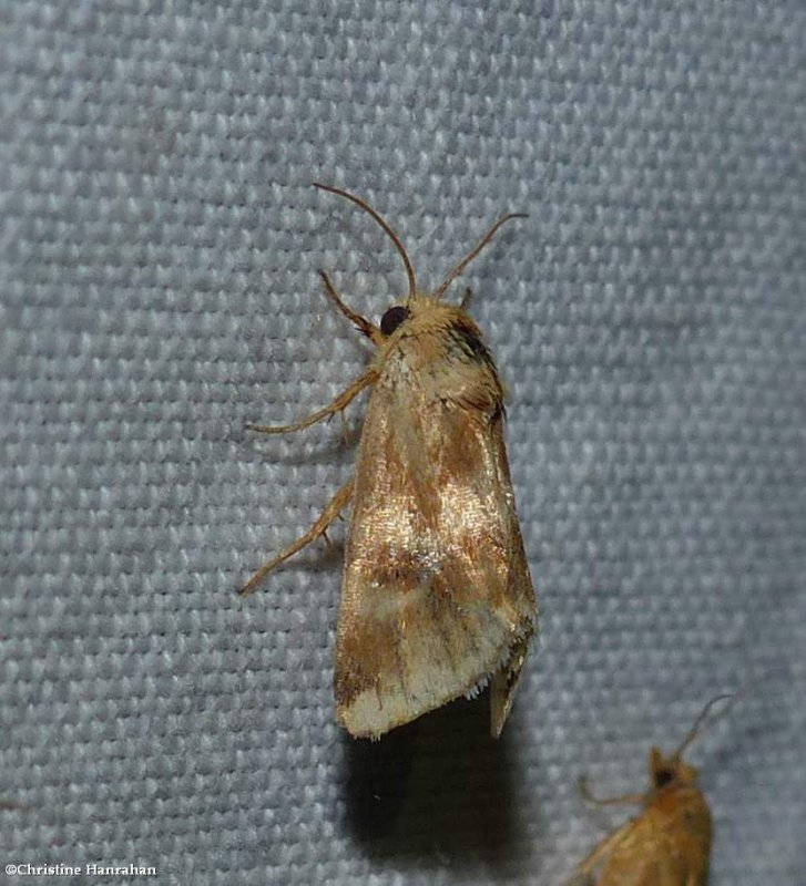 Erigeron flower moth (Schinia obscurata), #11118