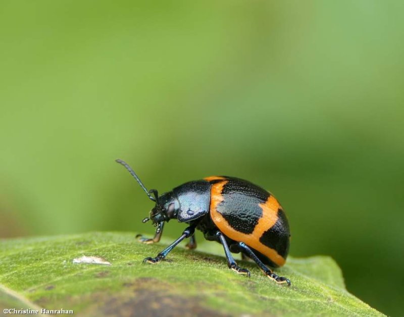 Milkweed leaf beetle  (<em>Labidomera clivicollis</em>)
