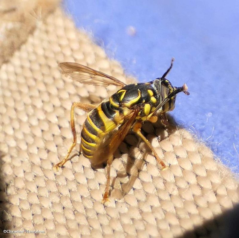 Hover fly (spilomyia longicornis)