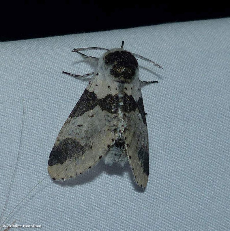 Modest furcula moth (Furcula modesta), #7941