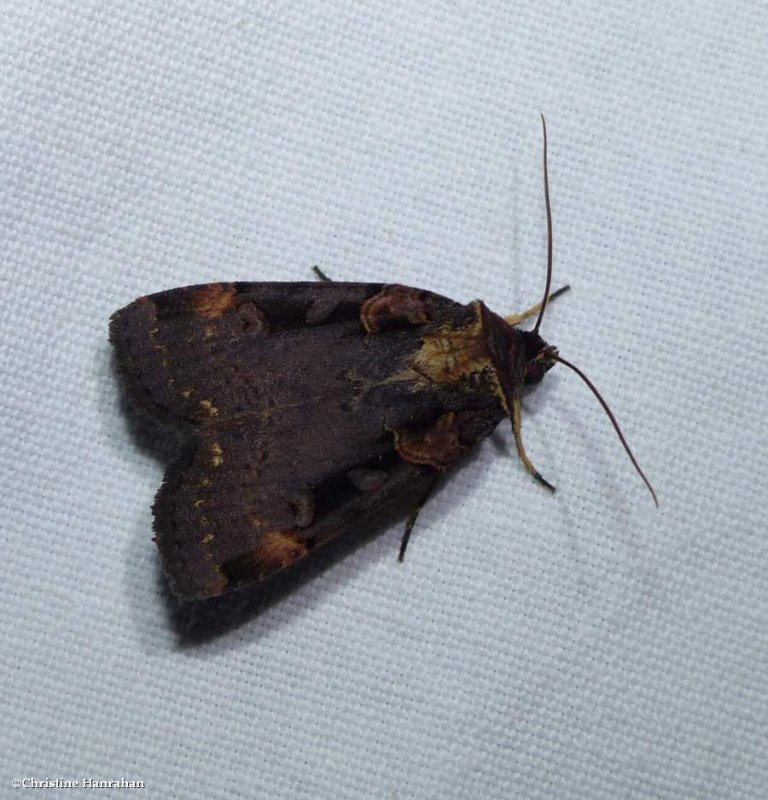 Pink-spotted dart moth (Pseudohermonassa bicarnea), #10950