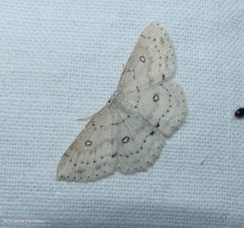Sweetfern geometer moth (Cyclophora pendulinaria), #7139