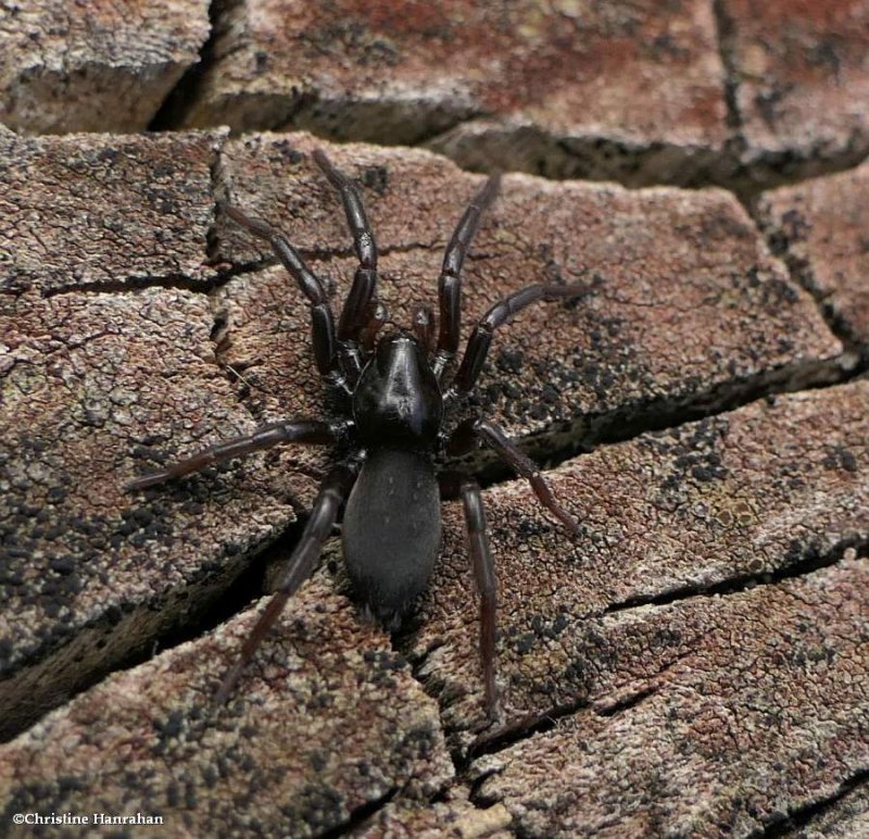 Ground spider (Gnaphosidae)