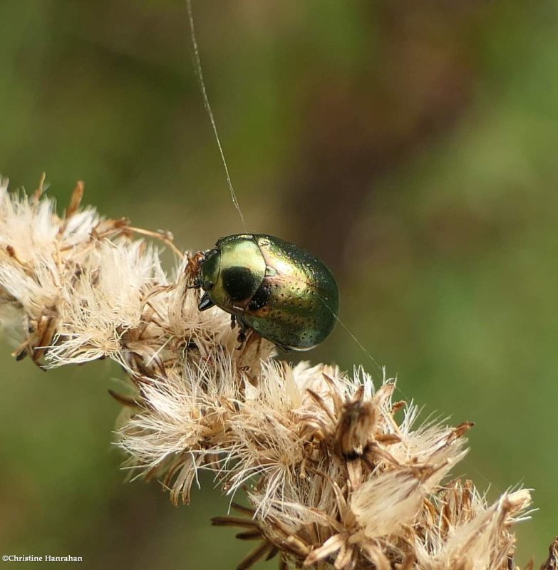 Leaf beetle (Chrysolina)  subgenus Hypericia