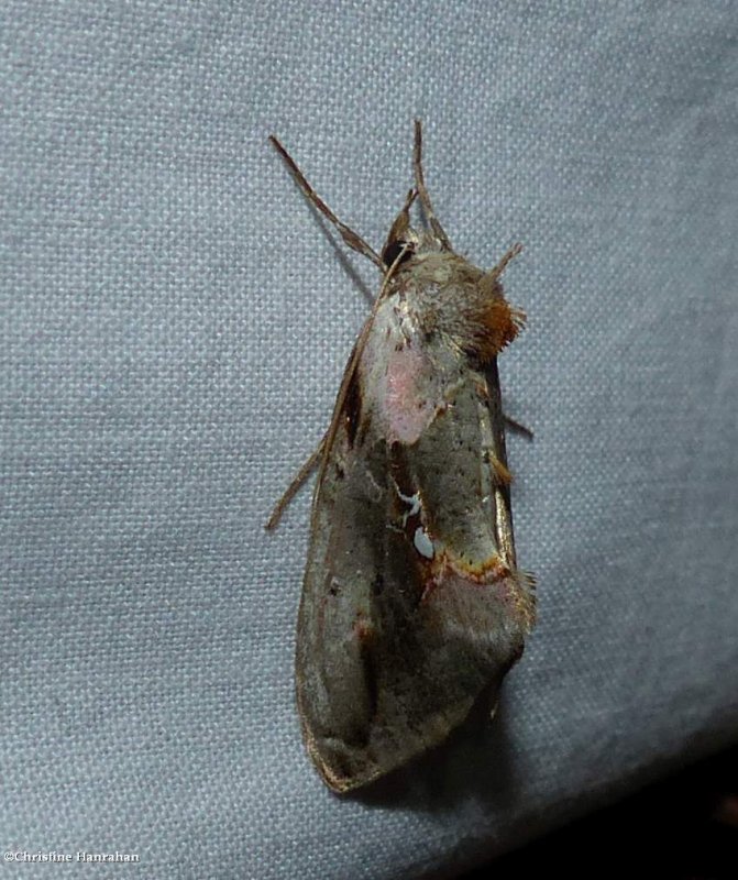 Pink-patched looper moth  (Eosphoropteryx thyatyroides), #8905