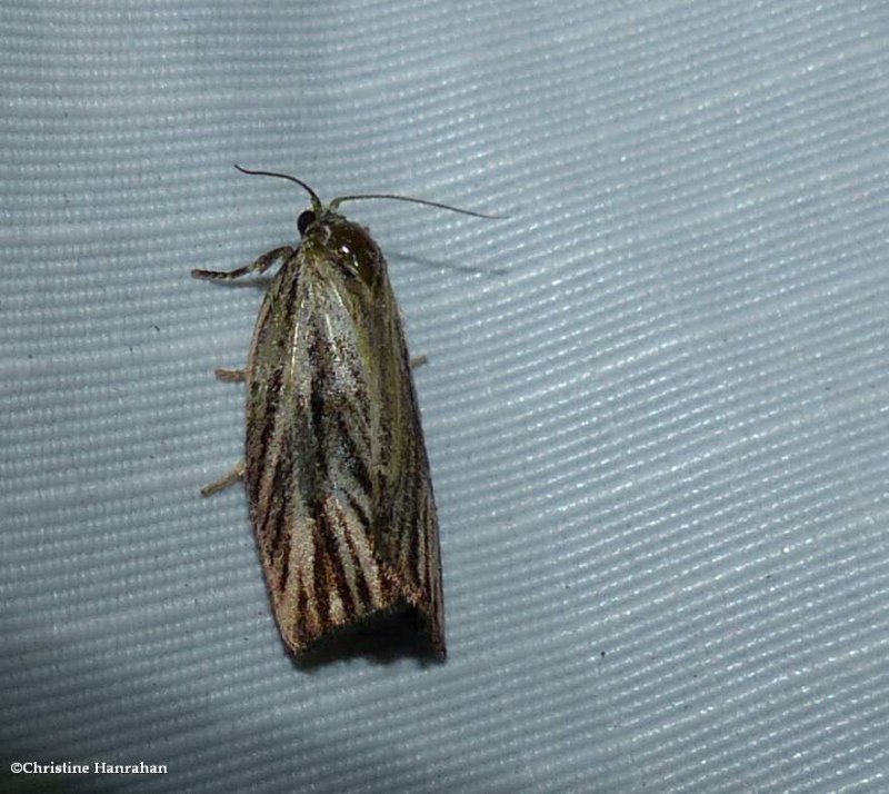 Striated tortrix moth (Archips strianus), #3664
