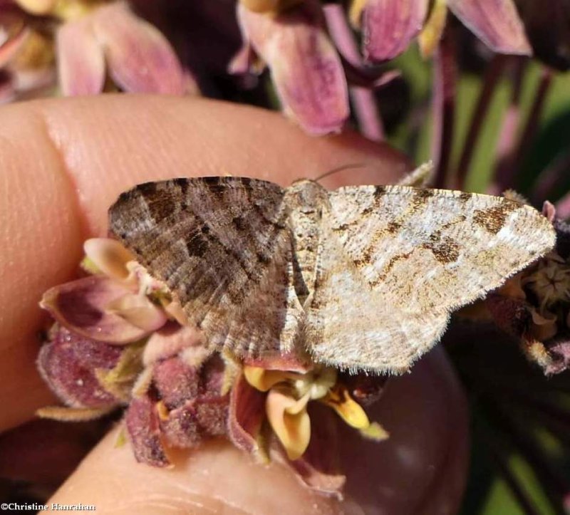 Six-spotted angle moth (Macaria sexmaculata), #6343